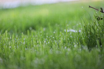 Green lawn with trimmed grass