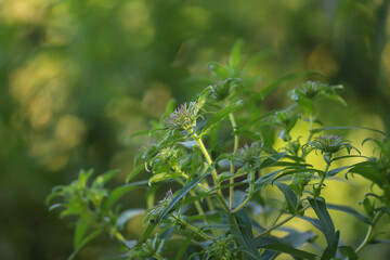 close up of leaves