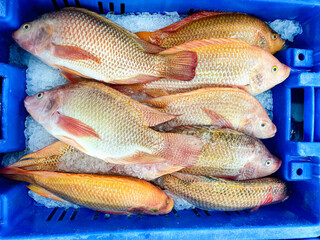 A box with freshly caught fish in ice
