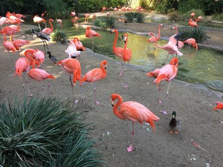 Flock of flamingos near water