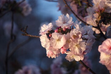 blossom in spring