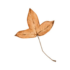 Fototapeta premium Watercolor autumn foliage clipart illustration