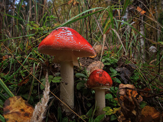 mushroom fly agaric beautiful grows in the forest