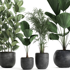 exotic plants in a black pot on white background	
