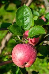 Red apple hanging on a branch