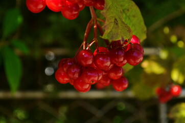 Closeup of bunches of red berries of a Guelder rose or Viburnum opulus shrub on a sunny day at the end of the summer season.