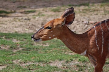 Closeup of Female Nyala in Czech Zoo. The Lowland Nyala or simply Nyala (Tragelaphus Angasii), is a Spiral-Horned Antelope. 