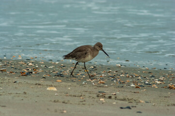 Willet