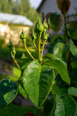 Rose buds on a green stem