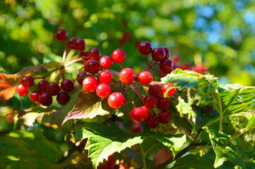 Obraz premium Closeup of bunches of red berries of a Guelder rose or Viburnum opulus shrub on a sunny day at the end of the summer season.