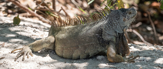 Wild iguana Key West