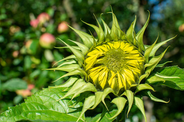 Young green sunflower plant in the rays of sun