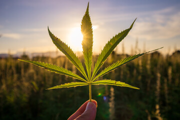 Cannabis or Hemp growing on field for Cbd. Medical marijuana.