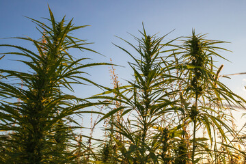 Cannabis or Hemp growing on field for Cbd. Medical marijuana.