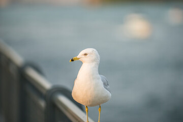 Seagull with sea in the background