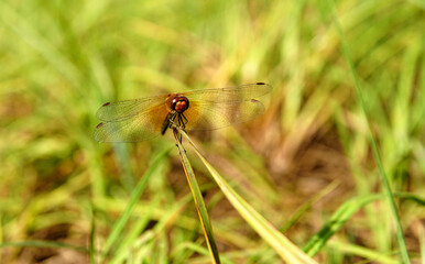 red dragonfly sitting on a blade of grass