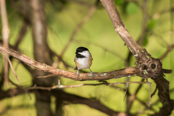 Black-capped Chickadee  bird resting on a branch