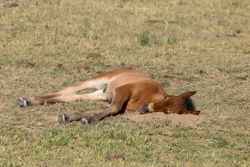 Cute Wild Horse Foal in Spring in the Utah Desert