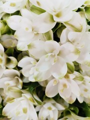 Siam flower or Pathumma or Tulip Thailand White, thick, multi-layered petals arranged in a long, pure, and beautiful bouquet.