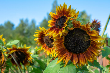 Yellow sunflowers against the sky