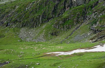 Fototapeta na wymiar Un rebaño de ovejas en los prados de alta montaña de la cordillera de los Cárpatos en verano, Rumanía.