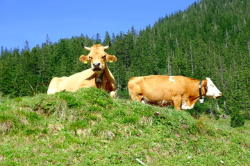 Resting cows on an alpine meadow