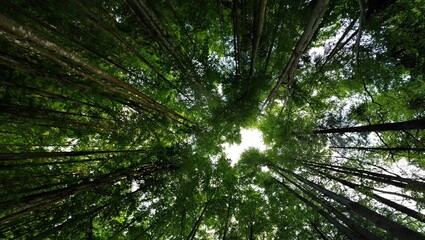 sun shining through trees
