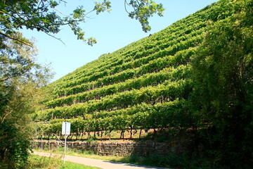 Blick in einen Weinberg bei Besigheim am Neckar