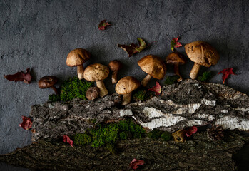 Boletus mushrooms and moss. Healthy and delicates food.