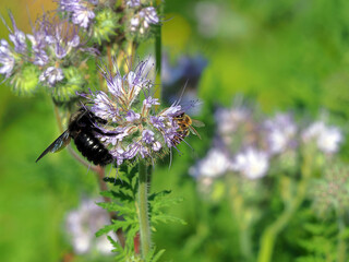 Größenverhältnis von blauer Holzbiene zur Honigbiene
