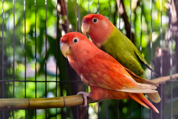 red and green parrot in cage