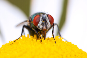 Green Bottle Fly