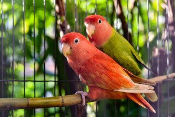 red and green parrot in cage