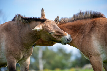 Przewalski wild horses, Equus caballus przewalskii, grooming, biting each others necks.