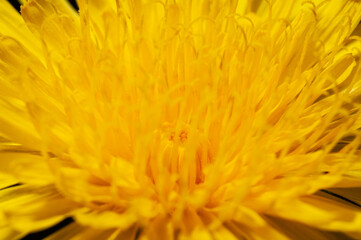 Close-Up Of Fresh Yellow Dandelion Blooming