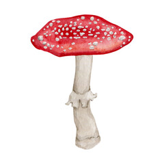 Watercolor amanita mushroom clipart