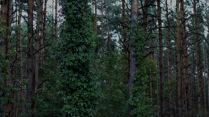 Obraz premium Dark forest, tall pine trees entwined with ivy. Dark green color of leaves, natural background, woodland.