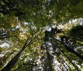 trees in the forest