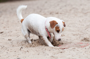Jack Russell Terrier dog digging a hole on the beach