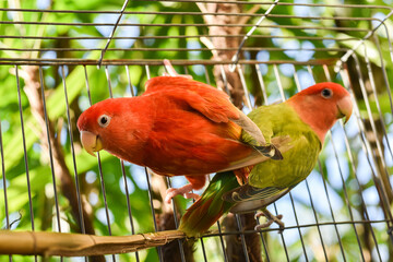 red and green parrot in cage