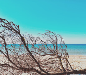 Dry dead tree on the beach with blurry view of the turquoise sea, under the blue sky