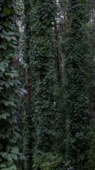 Dark forest, tall pine trees entwined with ivy. Dark green color of leaves, natural background, woodland.