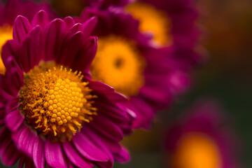 Purple chrysanthemums with a yellow center close-up on a blurred background of the garden. Autumn flower background. Colorful design. Flowers in selective focus.