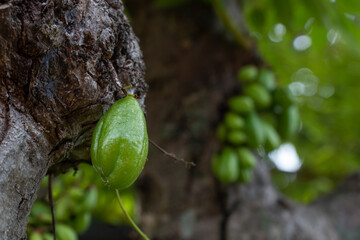 Averrhoa bilimbi on the tree, is a fruit-bearing tree of the genus Averrhoa, family Oxalidaceae.