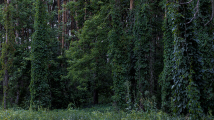 Dark forest, tall pine trees entwined with ivy. Dark green color of leaves, natural background, woodland.