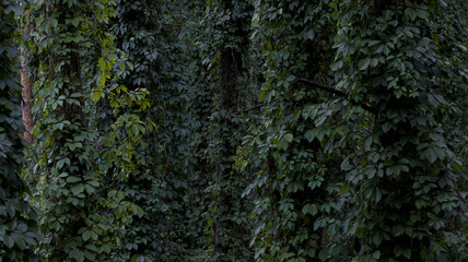 Dark forest, tall pine trees entwined with ivy. Dark green color of leaves, natural background, woodland.