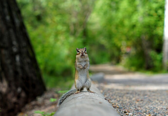funny Chipmunk stands in the way on its hind legs