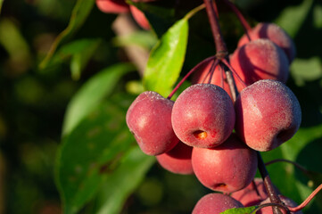 Paradise apples in dew against the background of green leaves