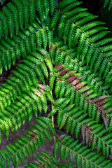 fern