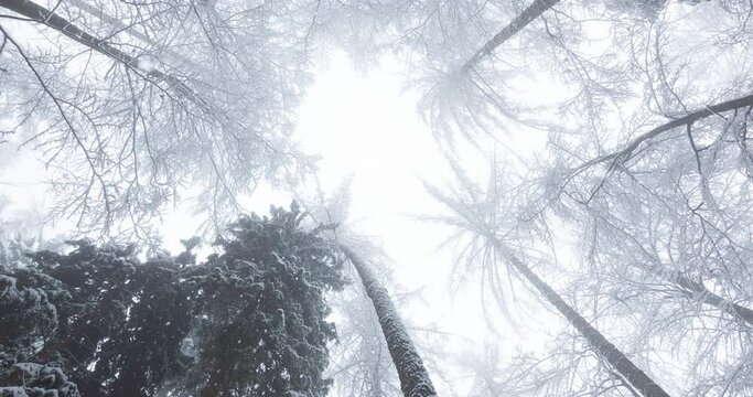 Top view magic cold snowy forest during snowfall.